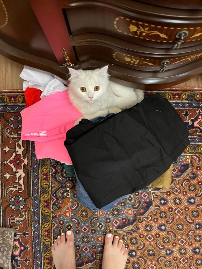 گربه گمشده بدون مو در میدان ارتش