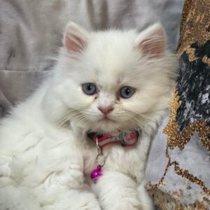 بچه گربه پرشین 3 ماهه