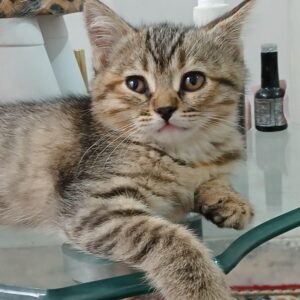واگذاری 2 بچه گربه 2 ماهه رایگان