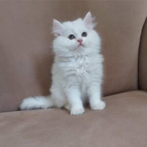 واگذاری بچه گربه پرشین 2 ماهه واکسن خورده