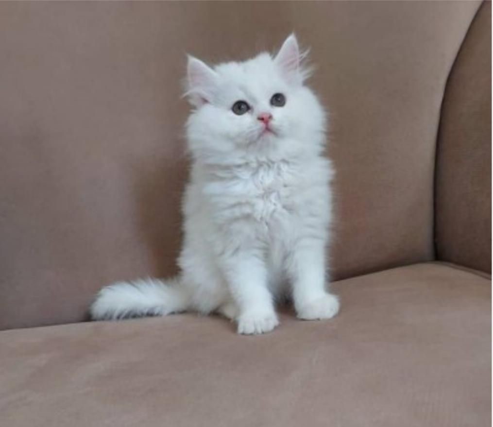 واگذاری بچه گربه پرشین 2 ماهه واکسن خورده