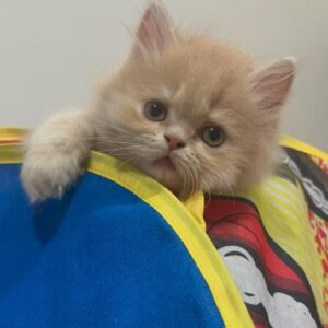 فروش 2 بچه گربه پرشین