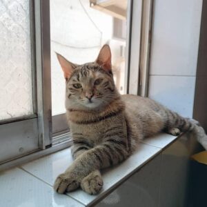 واگذاری DSH ماده یک ساله