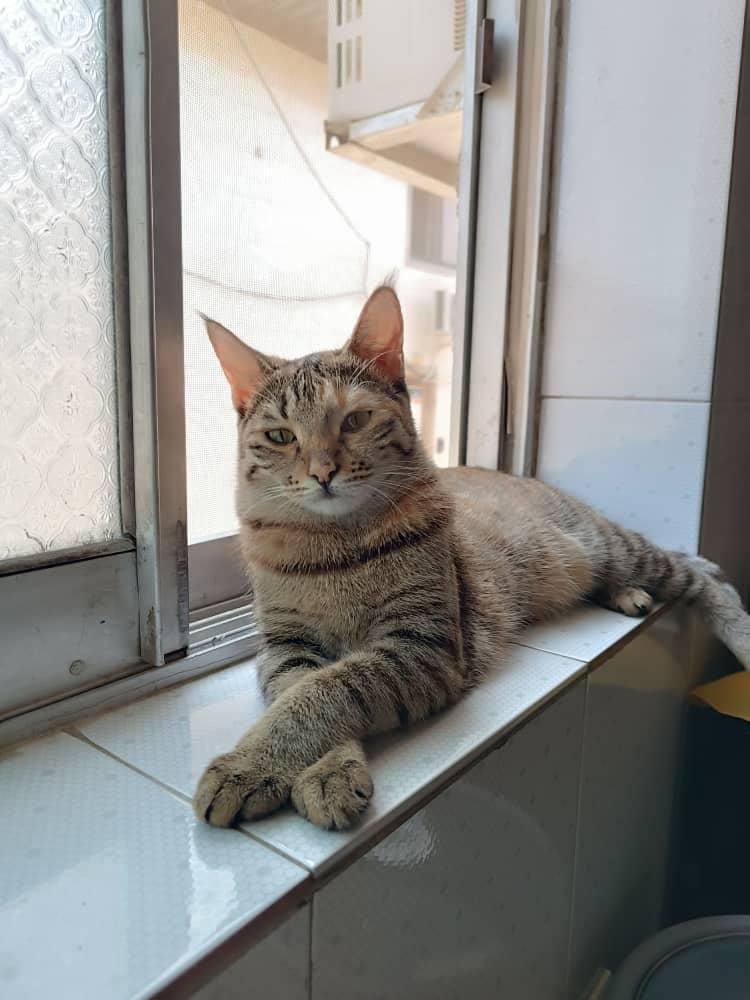 واگذاری DSH ماده یک ساله