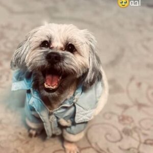 واگذاری رایگان به خانواده دوستدار حیوان