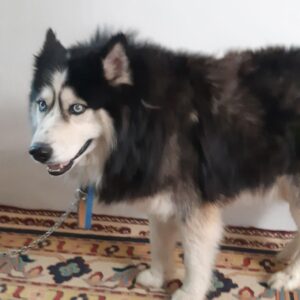 هاسکی 3 ساله مهربون