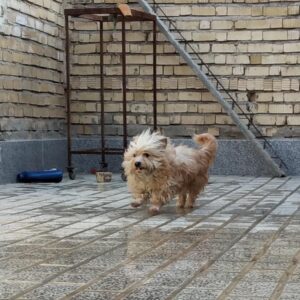 سگ شیتزو 7 ماهه