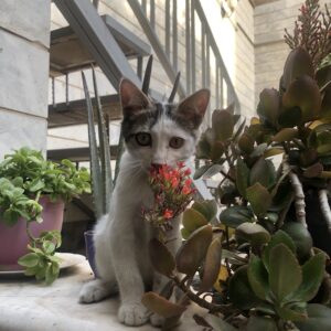 2 بچه گربه DsH ماده