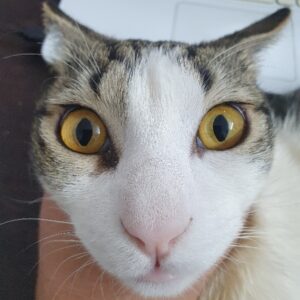 واگذاری گربه ملوس dsh