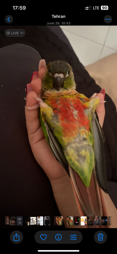 طوطی گرینچیک گم شده