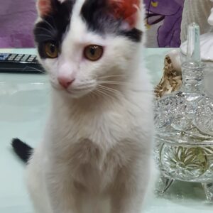واگذاری گربه