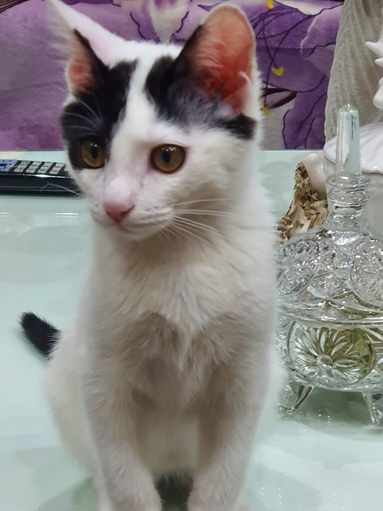 واگذاری گربه