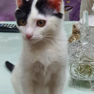 واگذاری گربه