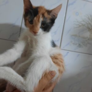 دو بچه گربه ۳ ماه