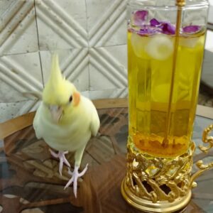 عروس هلندی گمشده