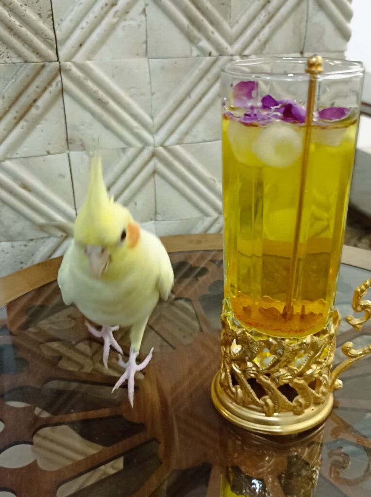 عروس هلندی گمشده