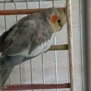 دو عروس هلندی