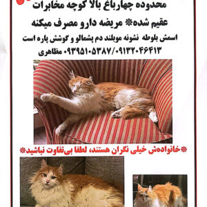 گربه گمشده