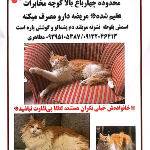 گربه گمشده