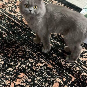 دو عدد گربه ی نژاد دار