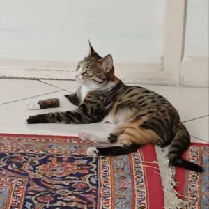 گربه گمشده در محدوده کوهسنگی شهید بهشتی