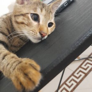 بچه گربه نر