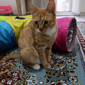 مژدگانی برای یافتن گربه نارنجی