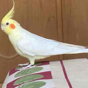 عروس هلندی گم شده در خیابان ۲۳ غربی کیان آباد