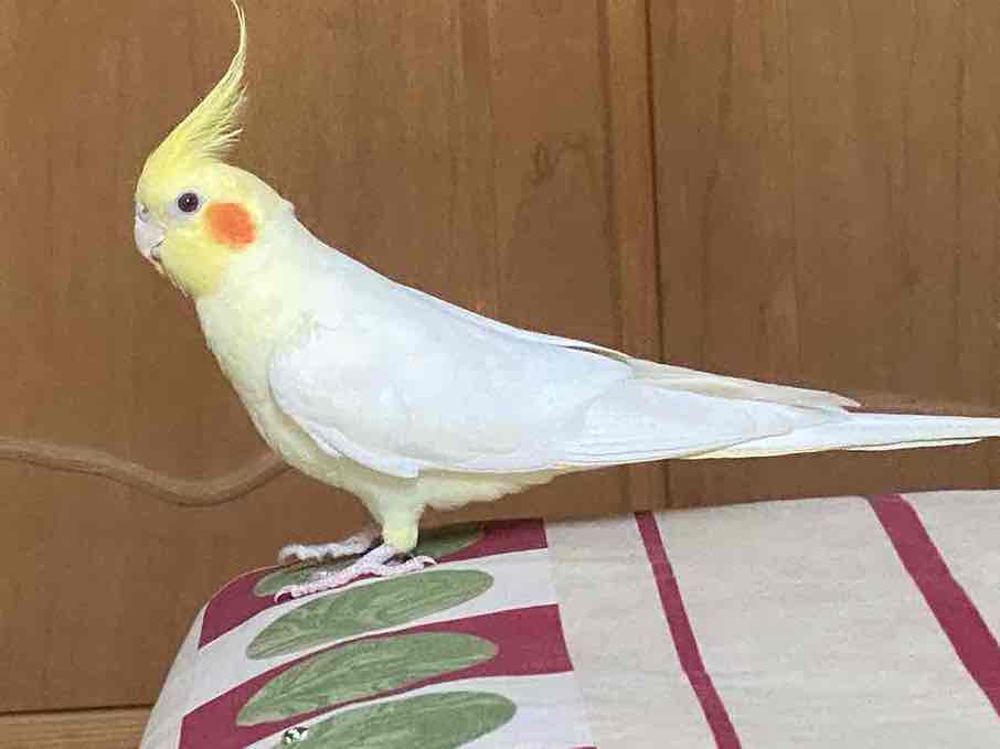 عروس هلندی گم شده در خیابان ۲۳ غربی کیان آباد