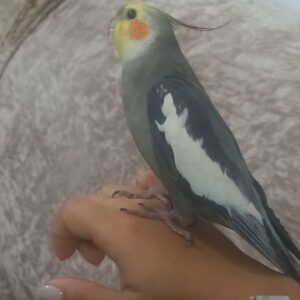 عروس هلندی گمشده