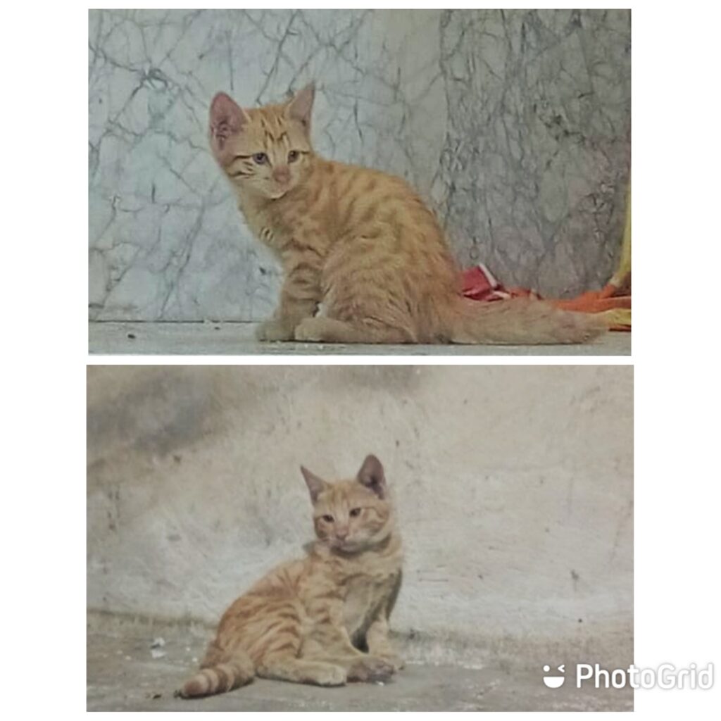 واگذاری ۲ بچه گربه نارنجی