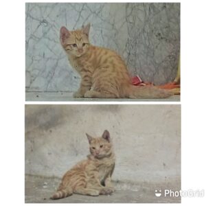 واگذاری ۲ بچه گربه نارنجی