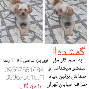 یه سگ پا کوتاه گمشده