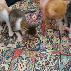 واگذاری بچه گربه