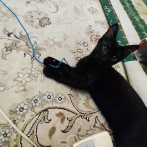 بچه گربه نر چهار ماهه