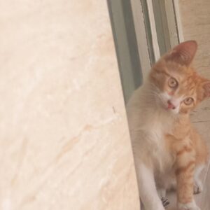 گربه گمشده پنجول
