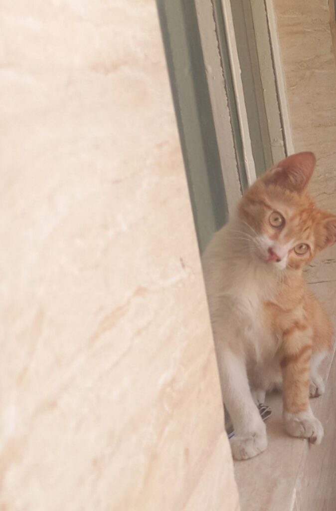 گربه گمشده پنجول