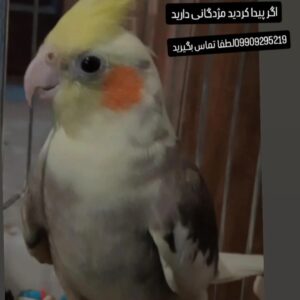 عروس هلندی گم شده