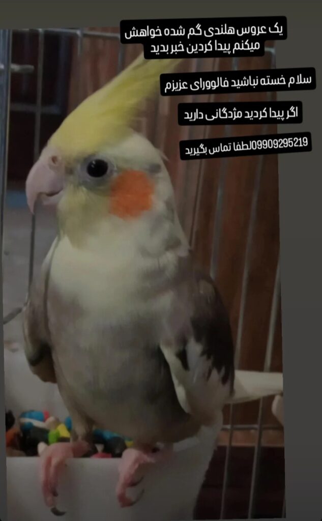 عروس هلندی گم شده