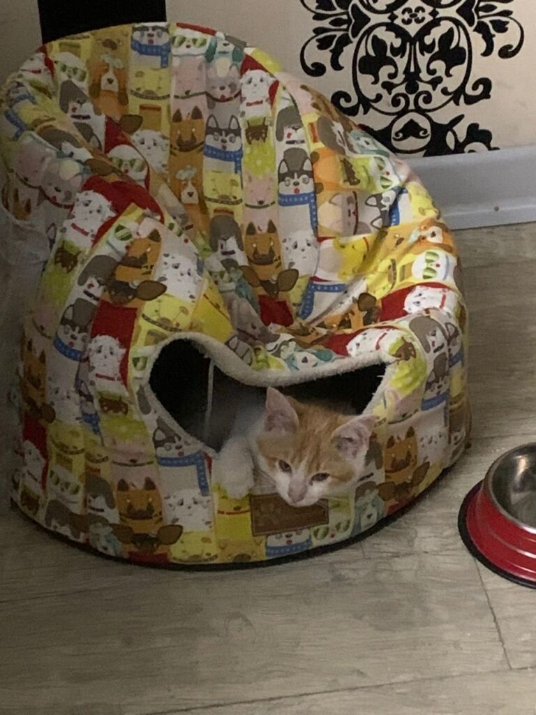 بچه گربه ۳ ماهه dsh