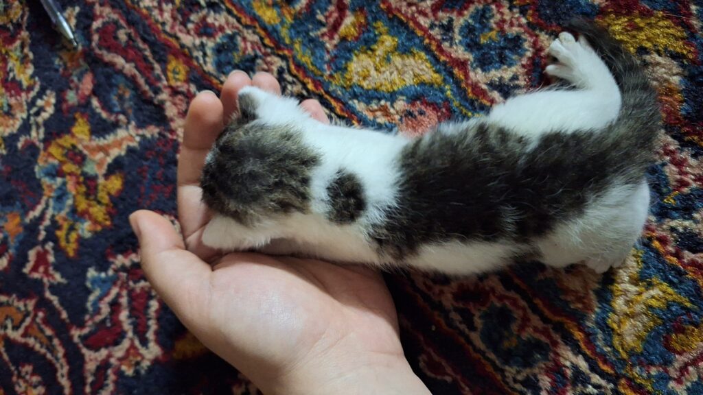 واگذاری رایگان گربه چند روزه