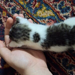 واگذاری رایگان گربه چند روزه