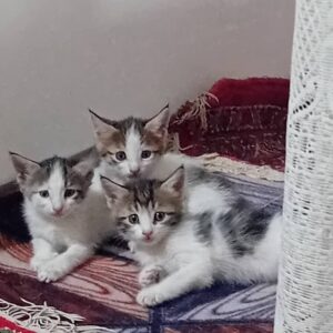 بچه گربه