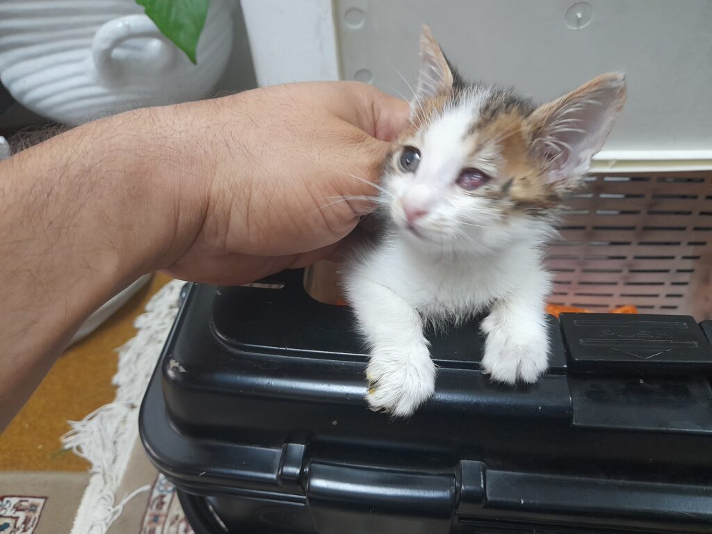 گربه نیازمند مراقبت