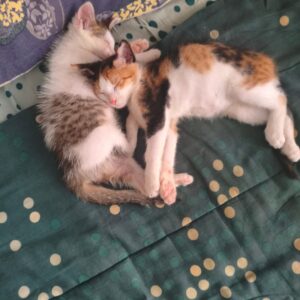 دوتا بچه گربه خانگی مهربون
