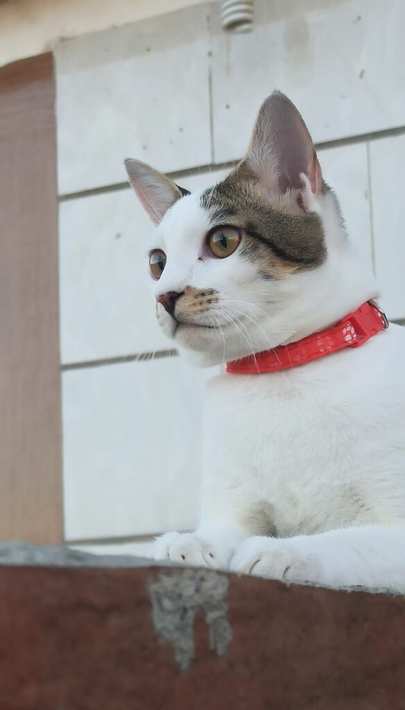 گربه گمشده
