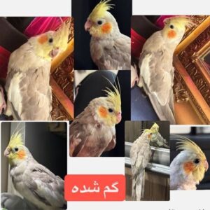 عروس هلندی/خلیج فارس