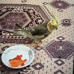 گمشده عروس هلندی