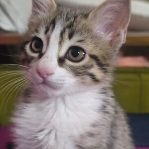 واگذاری بچه گربه