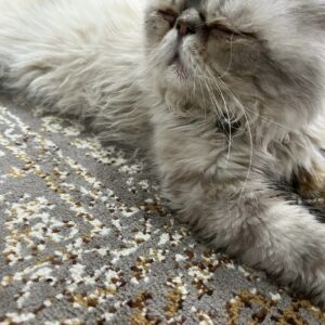 گربه گمشده
